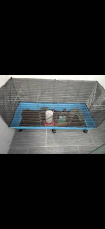 Pair BUTTON QUAIL 1