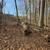 Oak Log 2 thumbnail