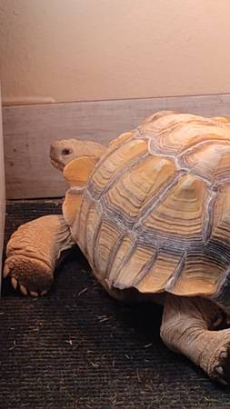 Sulcata Tortoise 1