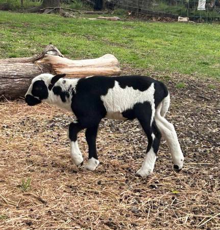 ISO Spotted Blk/ White Katahdin or Katahdin cross hairsheep ram lamb 1