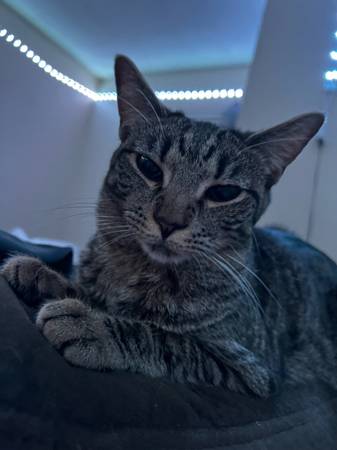 Gata atigrada hembra busca buen hogar (Rochester)63902739791747121