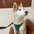 Husky 1 thumbnail