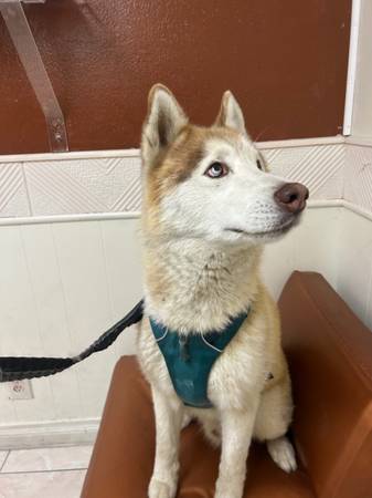 Husky 1