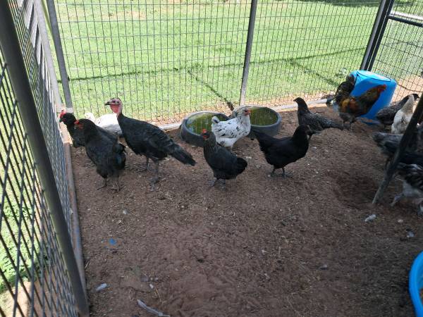 Chickens 1