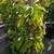 Avocado Tree 🥑🥑 8 thumbnail