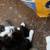 Lil dude(female cat)needs loving home 2 thumbnail