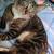 Tabby cat needs forever home asap 6 thumbnail