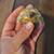 Baby sulacata tortoise (land) 2 thumbnail
