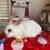 5 bunnies for rehoming 1 thumbnail