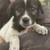 Two Great Farm Dogs in One - 1/2 Pyrenees;1/2 Blue Heeler 2 thumbnail