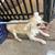 Chihuahua 1 thumbnail