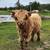 Bull Calf 2 thumbnail
