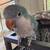 Quaker bird 3 thumbnail