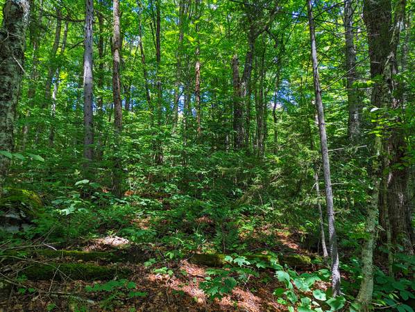 Lote elevado para construcción de $16,000 en un barrio pintoresco del sur de Vermont (Readsboro, VT)63184501934979122