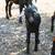 Goats for sale (Spanish) 3 thumbnail