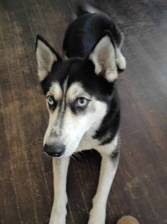 Siberian husky.605962038297251842