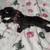 Panther Vintage Black Panther with colorful collar and chain 17 thumbnail