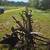 Automatic horse drawn plow 3 thumbnail