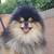Pomeranian stud service 1 thumbnail