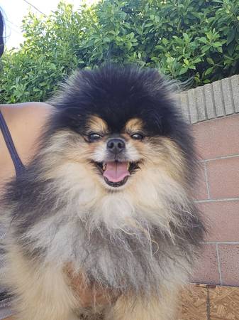 Pomeranian stud service 1