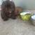 Liver shihtzu 2 thumbnail
