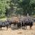 Young cows 3 thumbnail