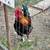 Roosters / chickens  Gallos Disponibles 2 thumbnail