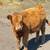 Highland Bull Calf 1 thumbnail