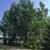 Windbreak Trees! 3 to 4 foot Fast Grow Poplars- $40 or 5 for $185 3 thumbnail