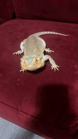 Dragón barbudo (Bristol)64008392138498121