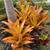 Large orange aechmea bromeliad - Landscape size 1 thumbnail