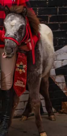 Amhr registered mini stallion 1