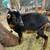 Nigerian Dwarf Wether 1 thumbnail