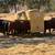Angus Beef 14 thumbnail