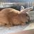 Rabbits for Sale 11 thumbnail