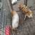 Mulefoot piglets  (1/11/26) 2 thumbnail