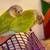 Small parrots 1 thumbnail