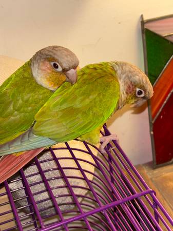 Small parrots 1