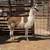 Llamas 3 thumbnail