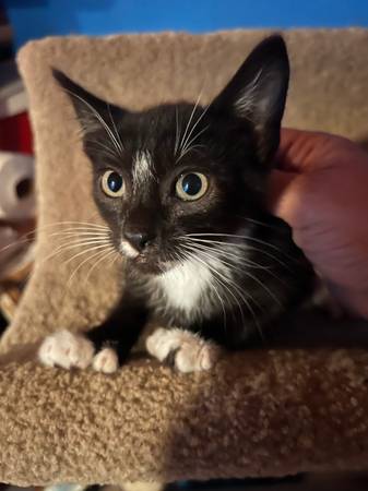 Kittens (Kennewick)63922852512131120