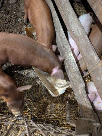 Feeder pigs 1