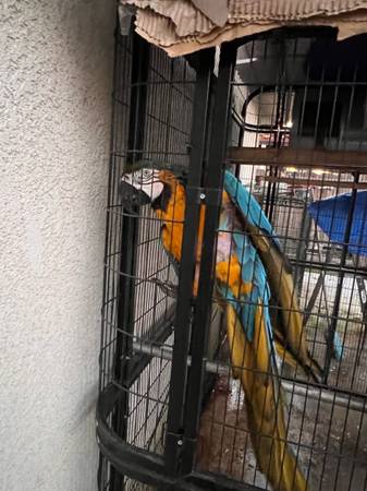 Macaw blue gold 1