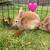 Mini Rex bunnies 2 thumbnail