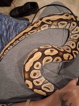 Cypress ball python 1