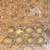 Button Quail Eggs 1 thumbnail