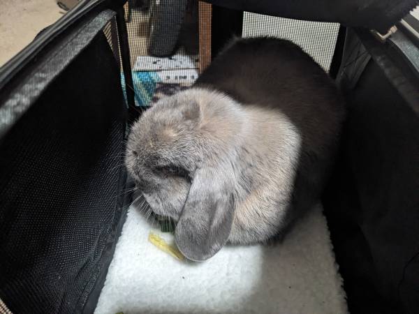 Found Lost Rabbit 1