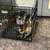 Australian Shepherd Mix 5-6mo. 2 thumbnail