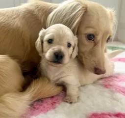 Beautiful weeniepoos 1