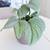 Scindapsus Platinum, Sparkles in the light, Big Silver Leaf 3 thumbnail