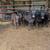 calves 2 thumbnail